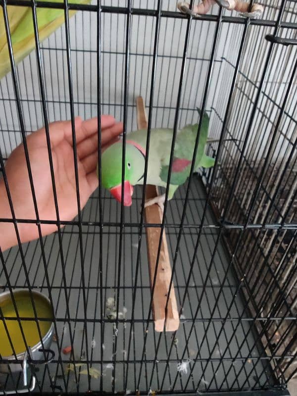 Raw Parrot Breader Pair Age 3+ 1