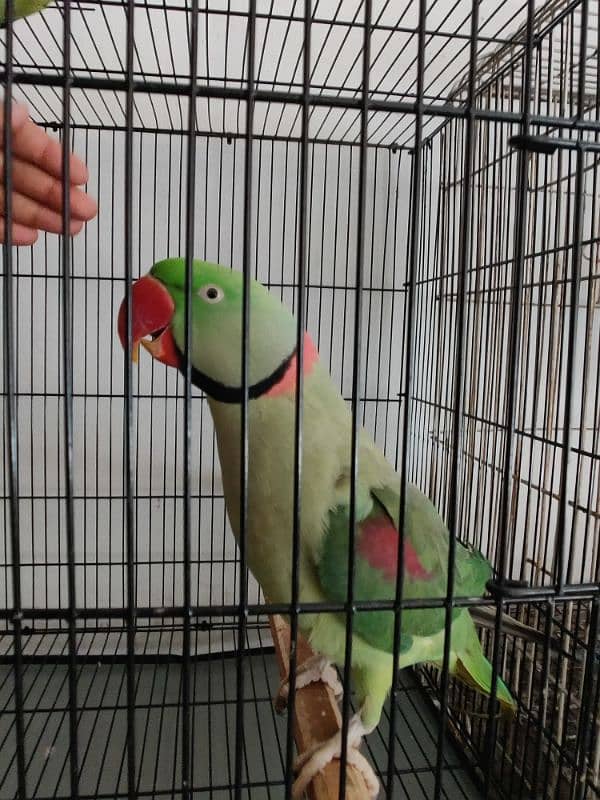 Raw Parrot Breader Pair Age 3+ 2