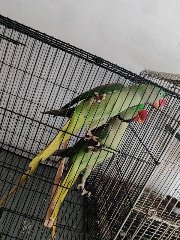 Raw Parrot Breader Pair Age 3+ 3