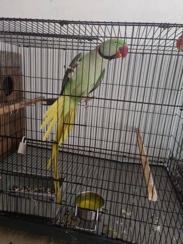 Raw Parrot Breader Pair Age 3+ 4