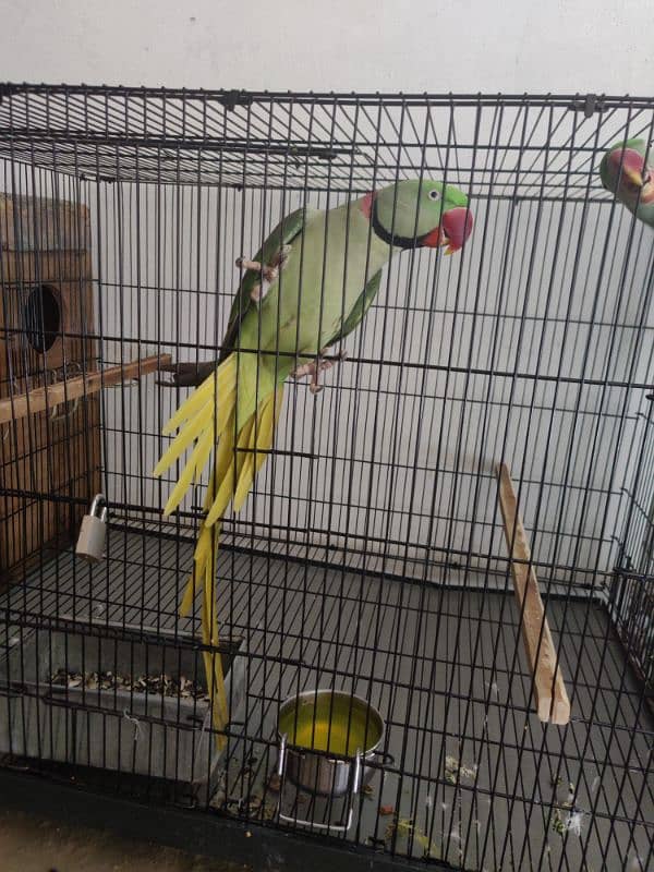 Raw Parrot Breader Pair Age 3+ 5