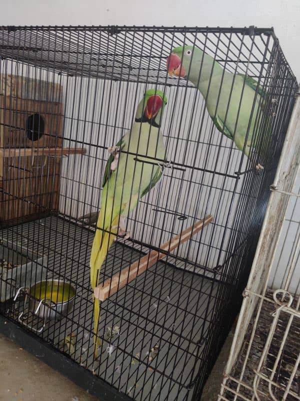 Raw Parrot Breader Pair Age 3+ 6