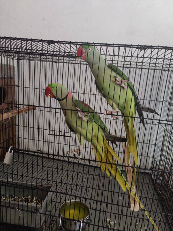 Raw Parrot Breader Pair Age 3+ 7