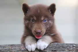 Siberian Husky | Agouti husky | Siberian Husky | Siberian Husky Puppy