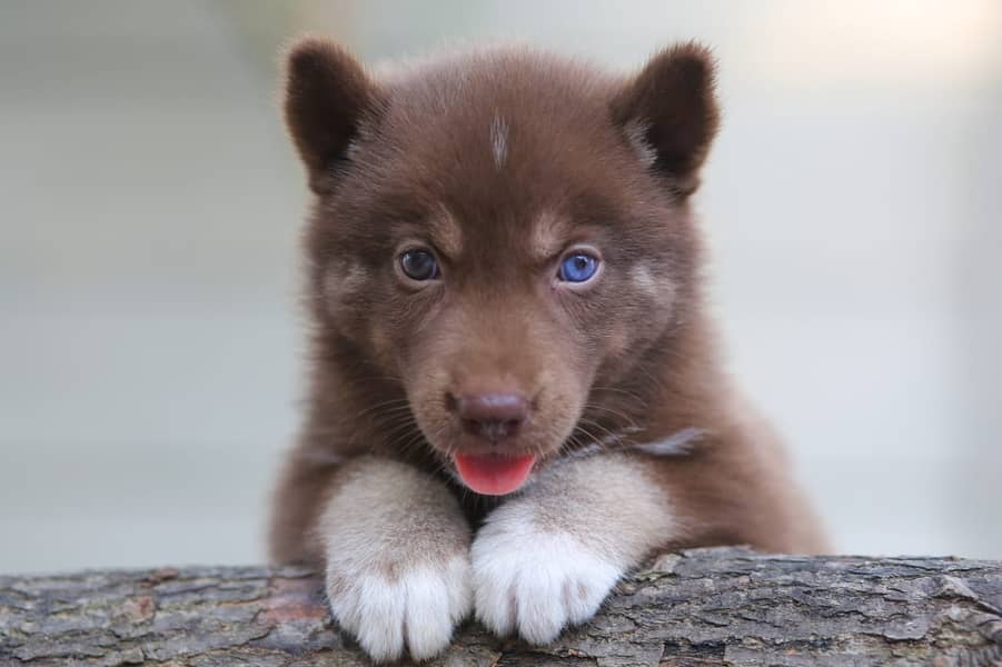 Siberian Husky | Agouti husky | Siberian Husky | Siberian Husky Puppy 0