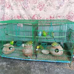 Budgies For Sale With Cage