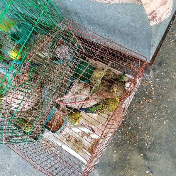 Budgies For Sale With Cage 1