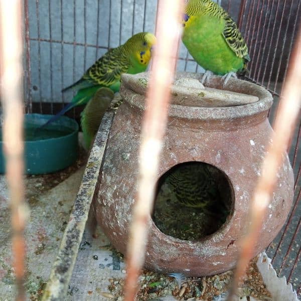 Budgies For Sale With Cage 2