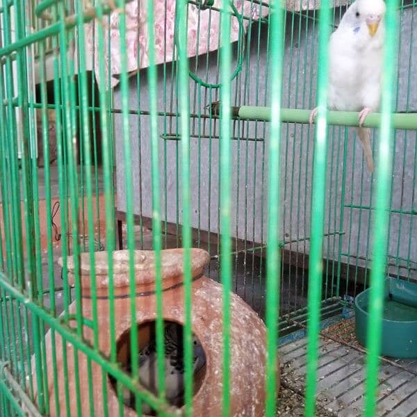 Budgies For Sale With Cage 3