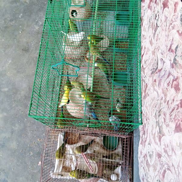 Budgies For Sale With Cage 4