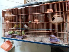 Australian Parrots with Heavy Duty pinjra cage for Sale( 13 parrots)