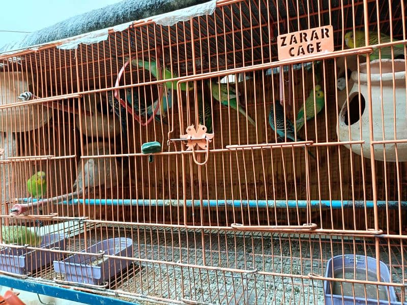 Australian Parrots with Heavy Duty pinjra cage for Sale( 13 parrots) 1