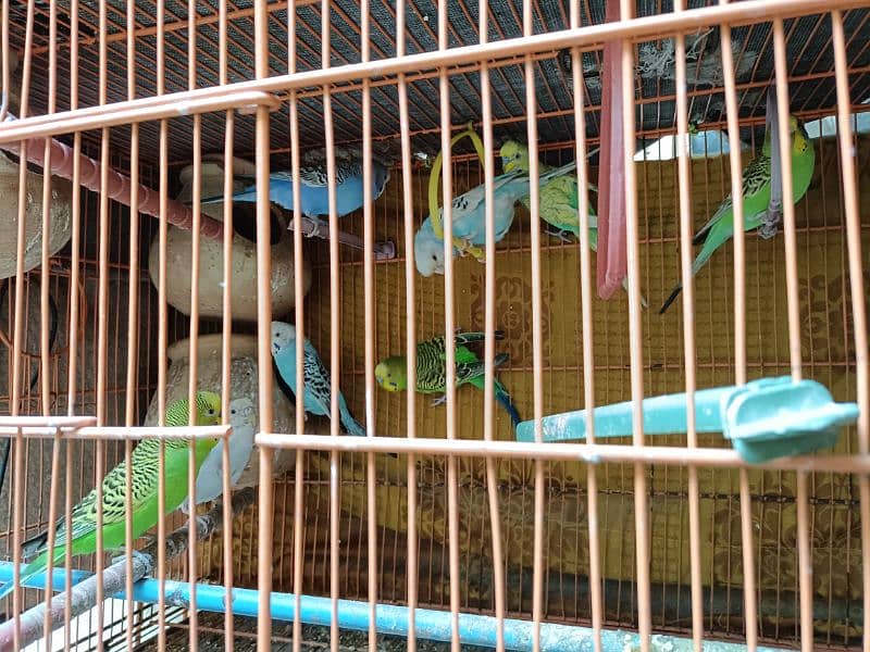 Australian Parrots with Heavy Duty pinjra cage for Sale( 13 parrots) 2