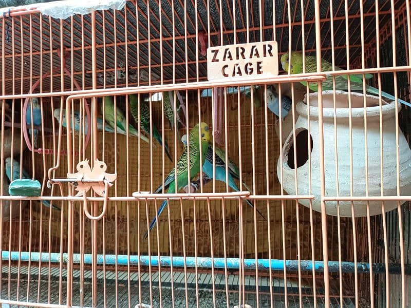 Australian Parrots with Heavy Duty pinjra cage for Sale( 13 parrots) 3