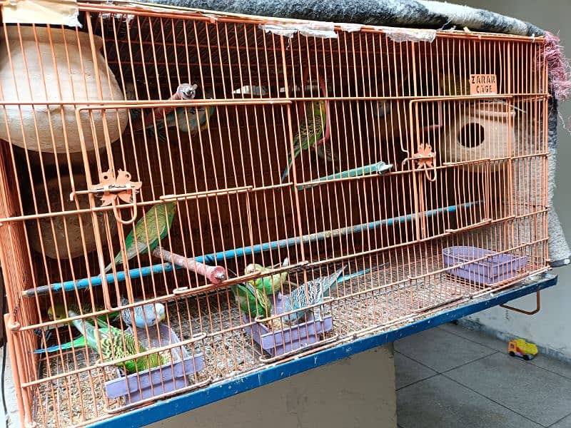 Australian Parrots with Heavy Duty pinjra cage for Sale( 13 parrots) 4