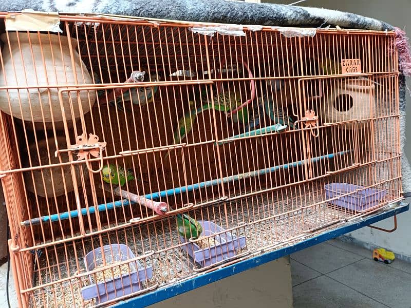 Australian Parrots with Heavy Duty pinjra cage for Sale( 13 parrots) 5