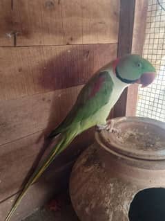 raw parrot healthy active friendly for sale