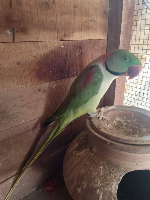 raw parrot healthy active friendly for sale 0