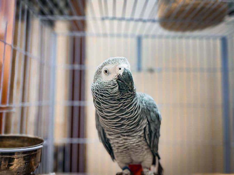 gray parrot 3