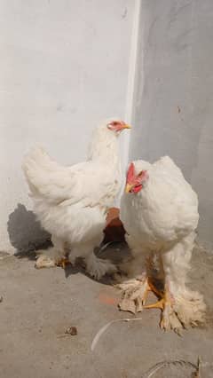 Golden Buff | Blue Buff | Black Buff | White Buff | Chicks  | Breeder