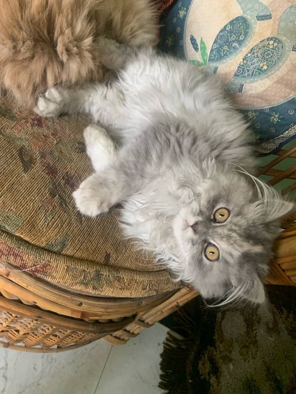 PURE PERSIAN KITTENS 3