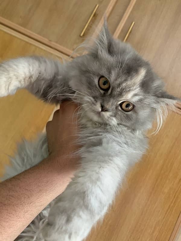 PURE PERSIAN KITTENS 4