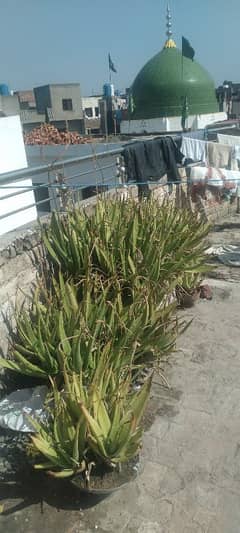 Alover Plants for Sale