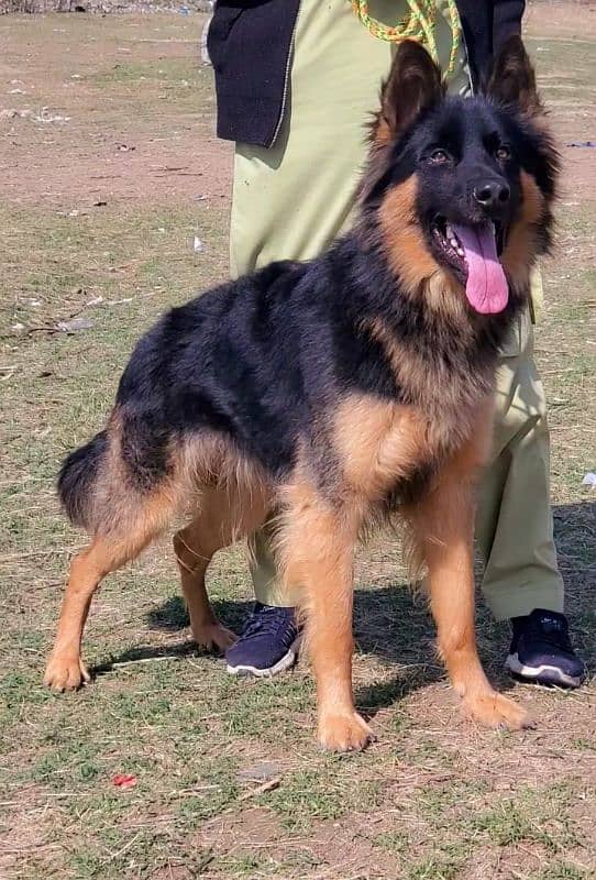 German Shepherd long coat 8 months for sale 0