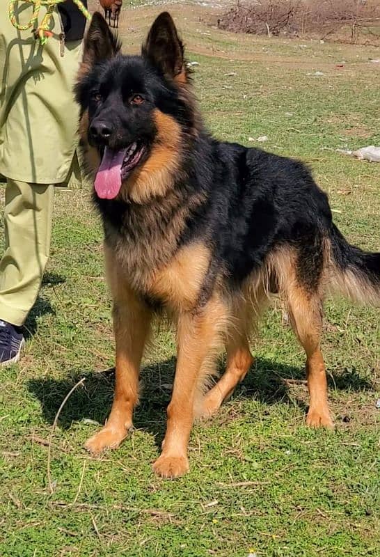 German Shepherd long coat 8 months for sale 2