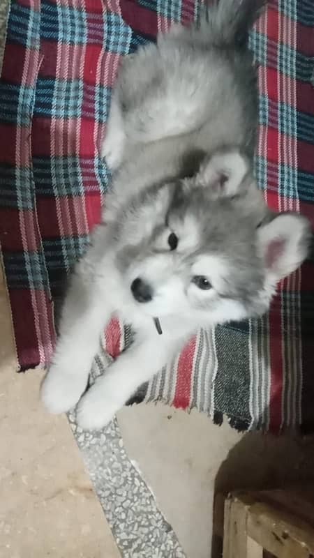 siberian husky female 2 months puffy white grey 0