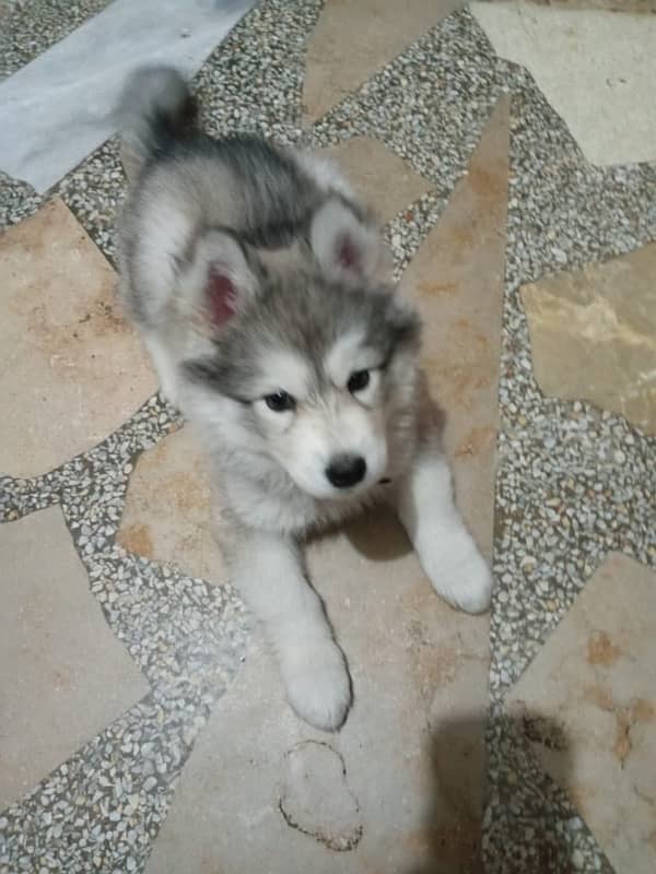 siberian husky female 2 months puffy white grey 1