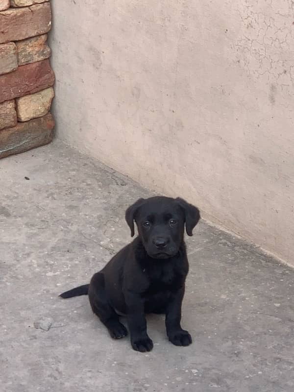 Labrador male 0