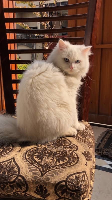 persian cat (Male) 2