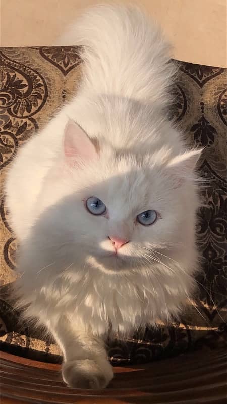 persian cat (Male) 1