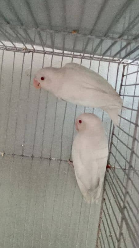 albino red eyes pair 0