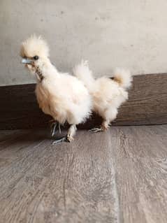 white silky pair