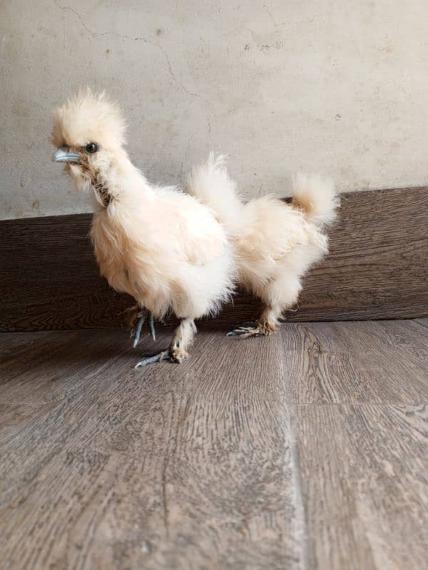 white silky pair 0