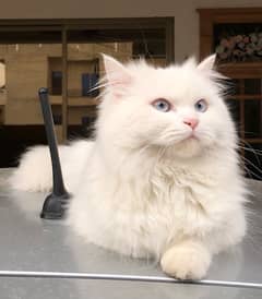 persian cat (Male)