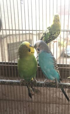 Breeder pairs of budgies