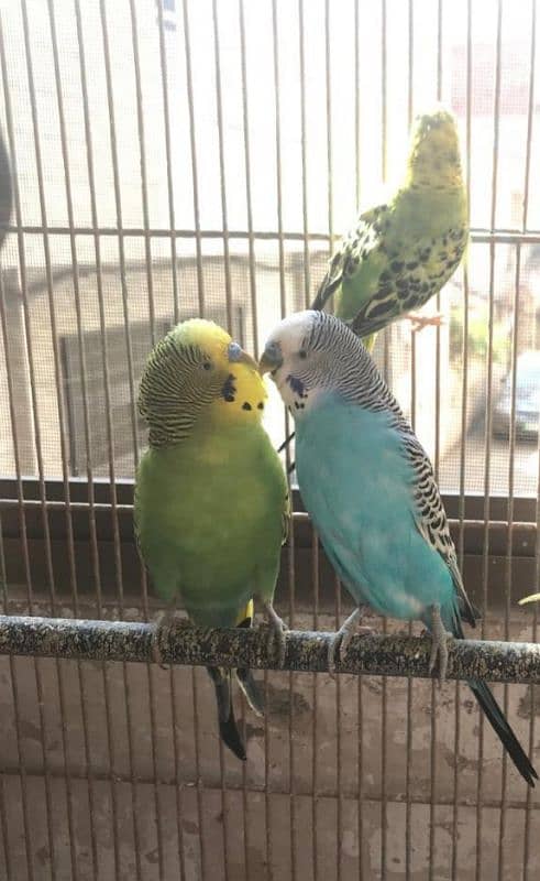 Breeder pairs of budgies 0