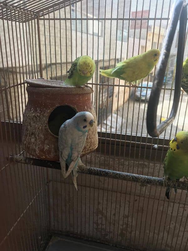 Breeder pairs of budgies 3