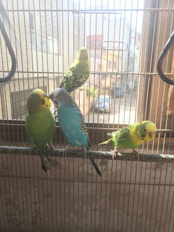 Breeder pairs of budgies 6