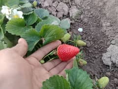 fresh strawberry