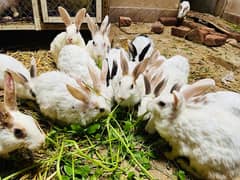 Rabbits For Sale