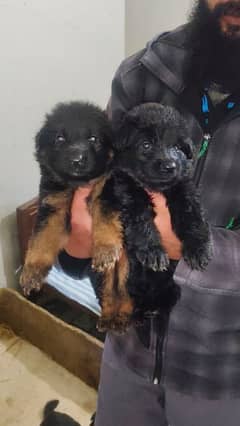 German shepherd puppies