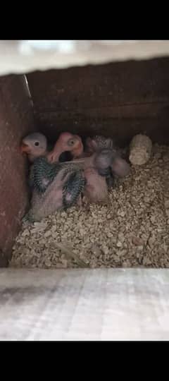 Ringneck Chicks