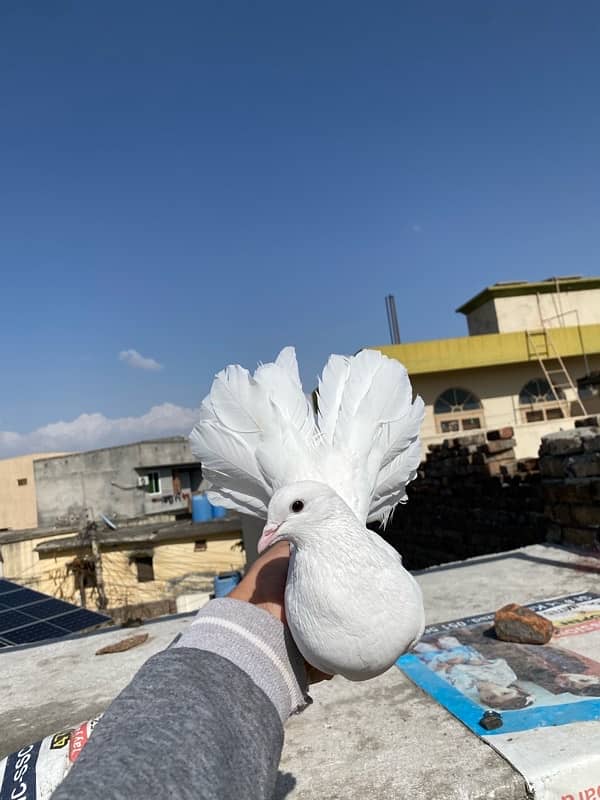 lakka pigeon full white breeder male 1