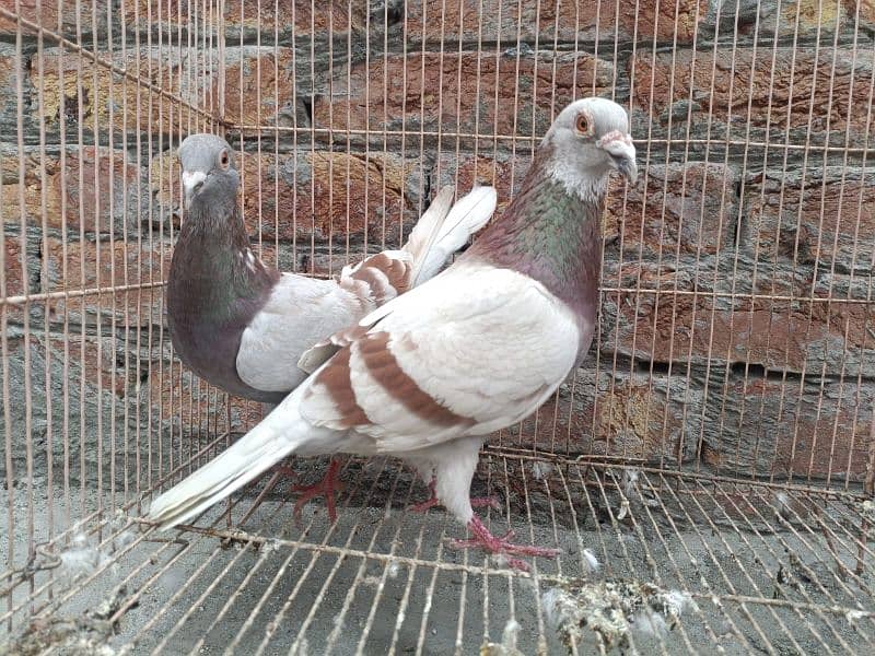 Qasid Pair For Sale 0