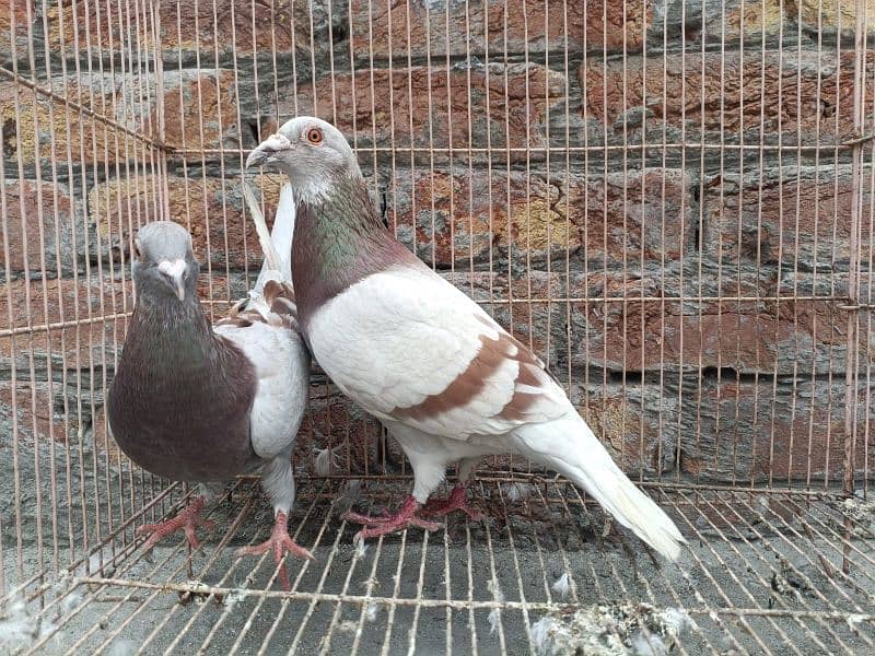 Qasid Pair For Sale 5