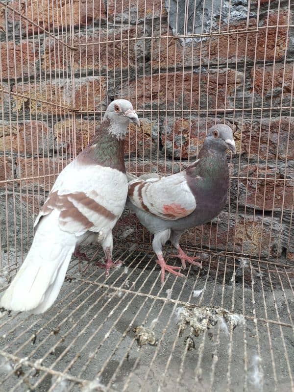 Qasid Pair For Sale 6